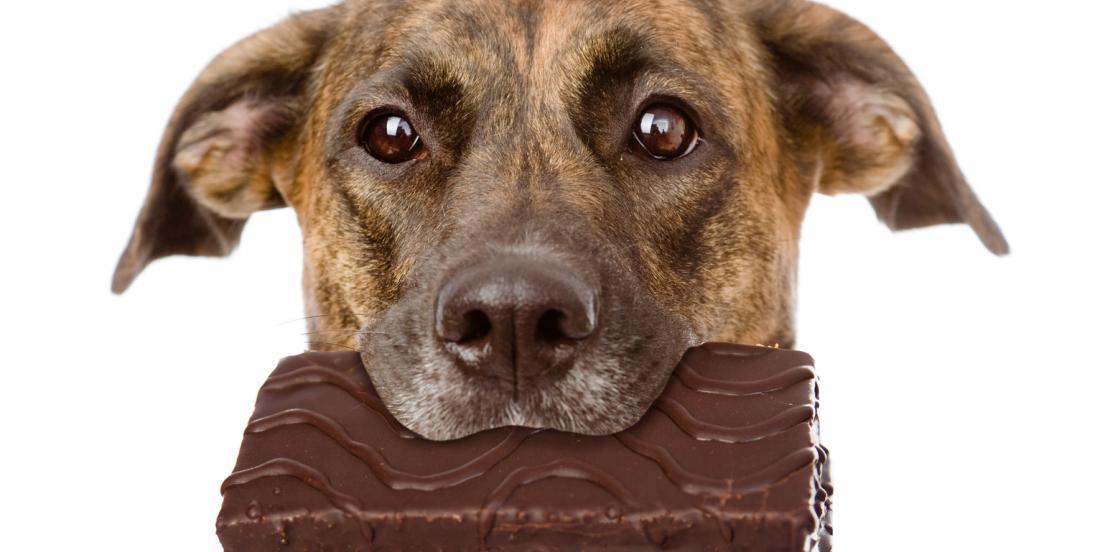 10 articles de la maison très dangereux pour votre chien